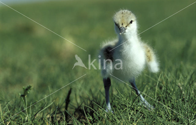 Pied Avocet (Recurvirostra avosetta)