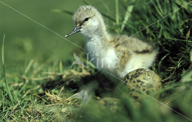 Pied Avocet (Recurvirostra avosetta)