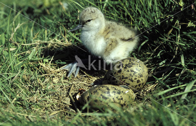 Pied Avocet (Recurvirostra avosetta)