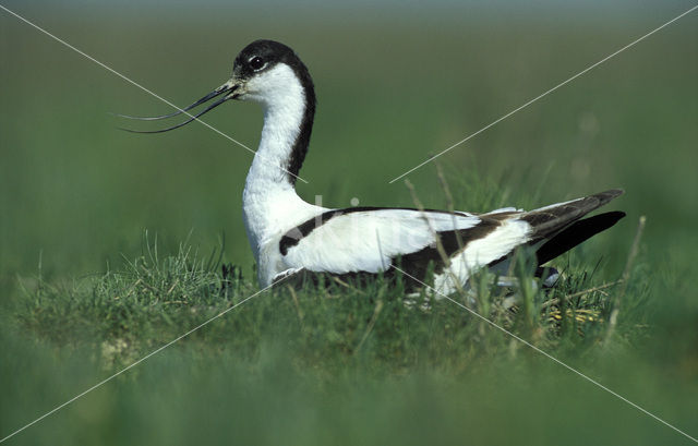 Pied Avocet (Recurvirostra avosetta)