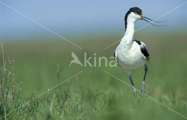 Pied Avocet (Recurvirostra avosetta)