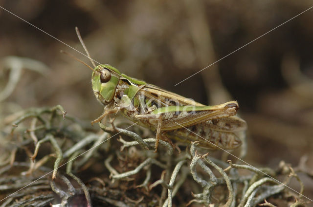 Mottled Grasshopper (Myrmeleotettix maculatus)