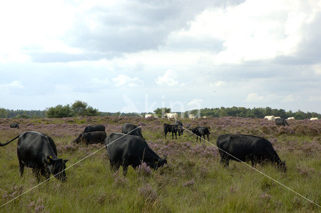 Cow (Bos domesticus)