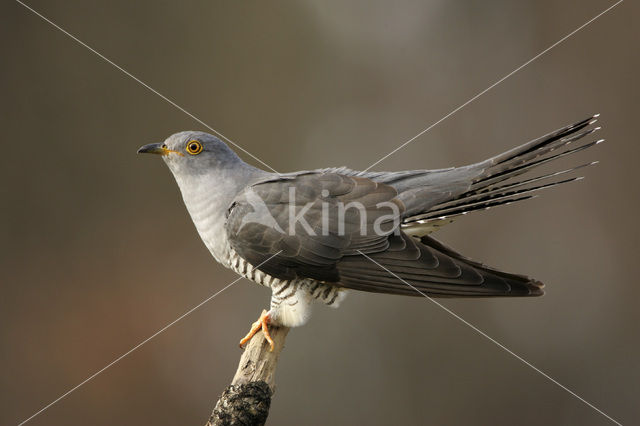 Common Cuckoo (Cuculus canorus)