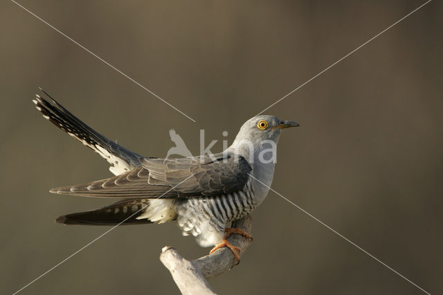 Common Cuckoo (Cuculus canorus)