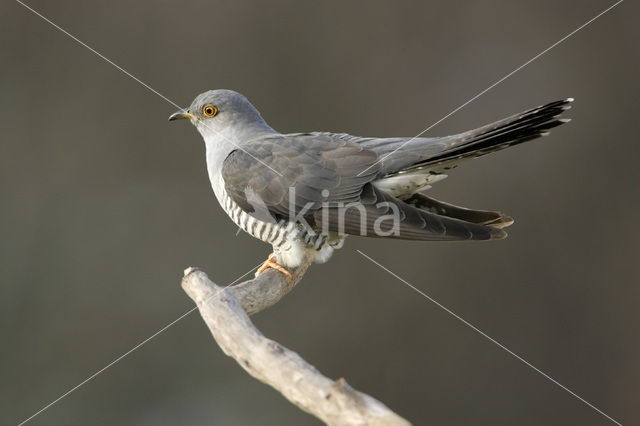 Common Cuckoo (Cuculus canorus)