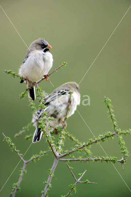 Koloniewever (Philetairus socius)