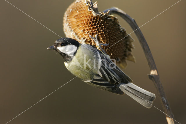Great Tit (Parus major)
