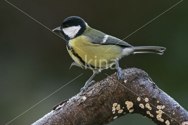 Koolmees (Parus major)