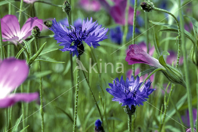 Korenbloem (Centaurea cyanus)