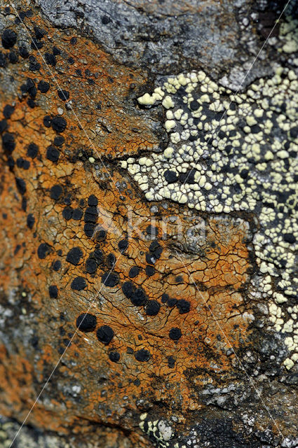Lichen