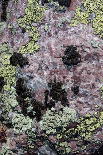 Lichen