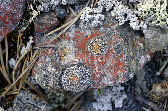 Lichen