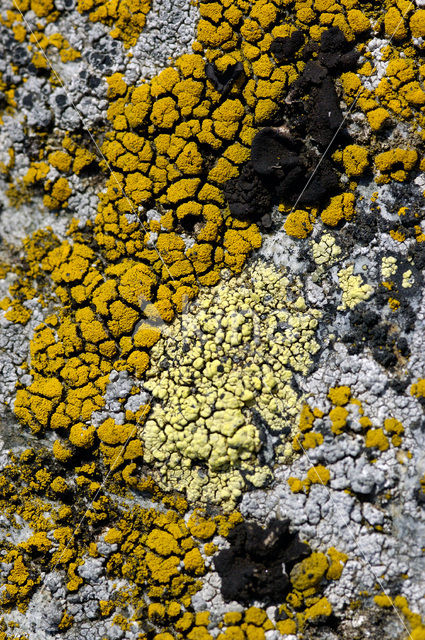 Lichen