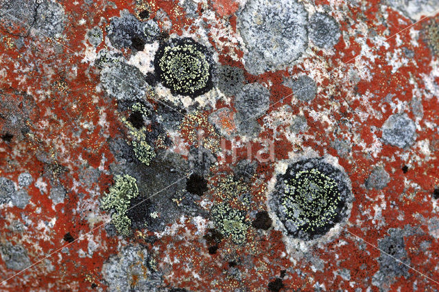 Lichen