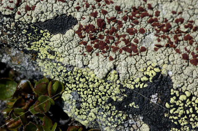 Lichen (Haematomma spec.)