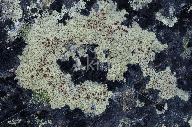 Lichen (Haematomma spec.)
