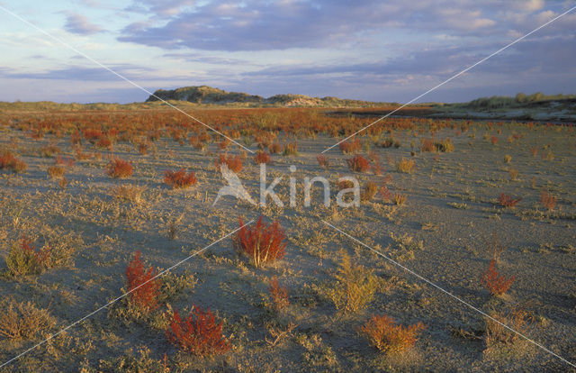 Kortarige zeekraal (Salicornia europaea)