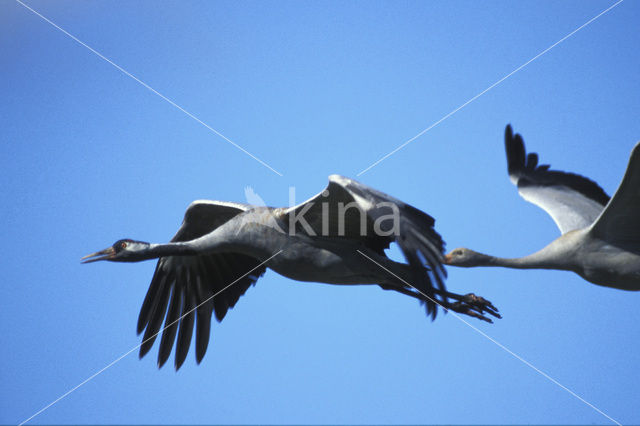 Common Crane (Grus grus)