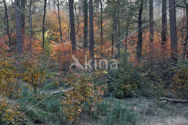 Juneberry (Amelanchier spec.)