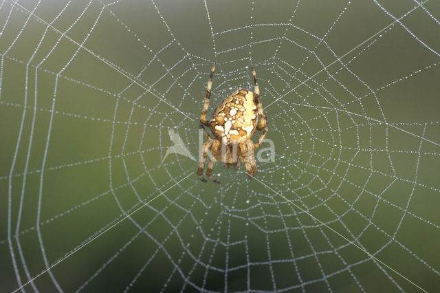 Kruisspin (Araneus diadematus)