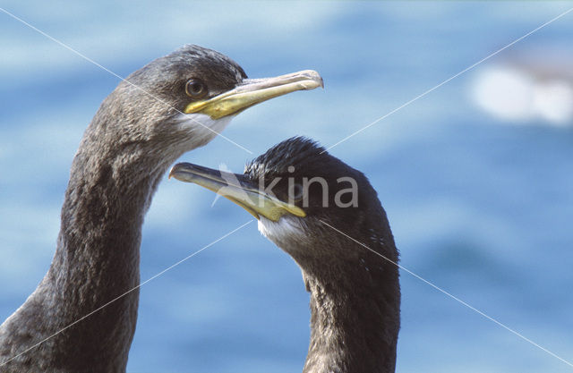 Kuifaalscholver (Phalacrocorax aristotelis)