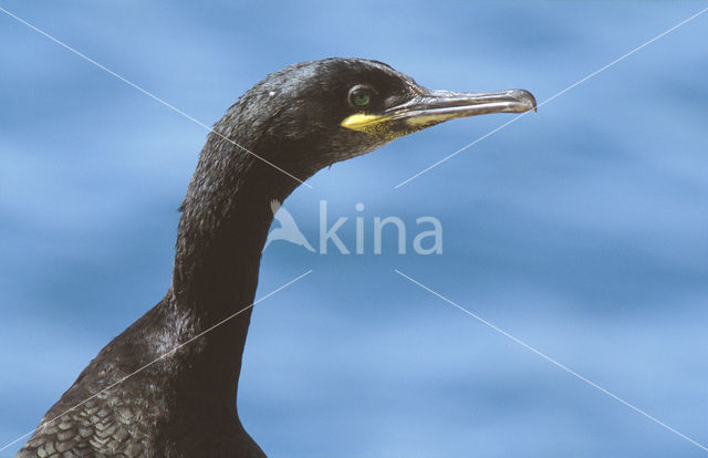 European Shag (Phalacrocorax aristotelis)
