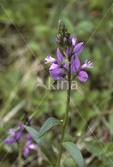 Kuifvleugeltjesbloem (Polygala comosa)