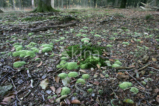 Large White-moss (Leucobryum glaucum)