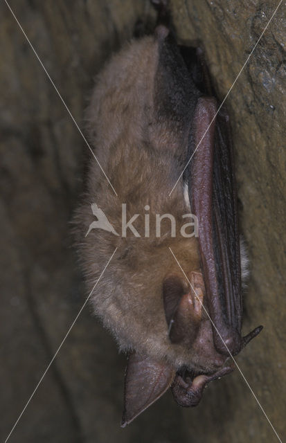 Laatvlieger (Eptesicus serotinus)