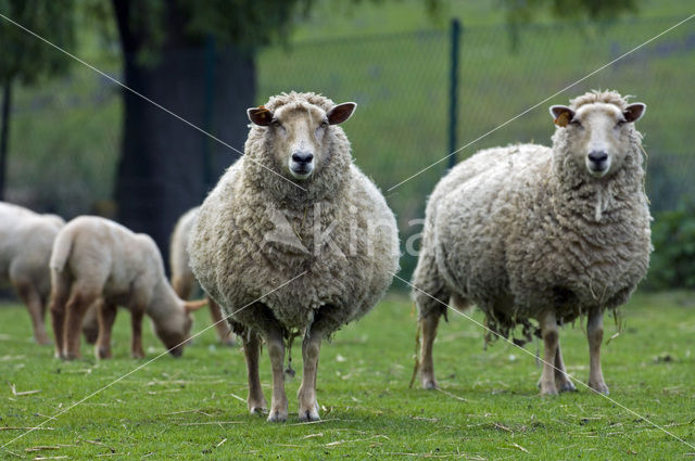Sheep (Ovis domesticus)