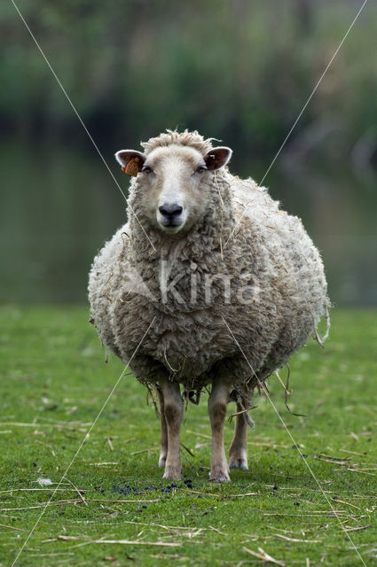 Sheep (Ovis domesticus)