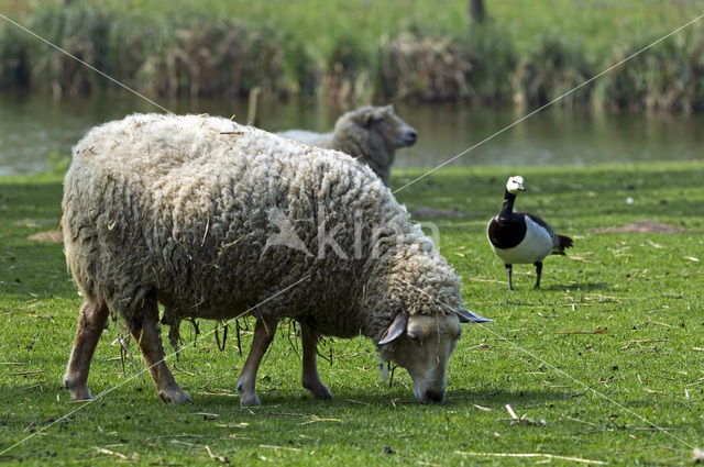 Lakens schaap (Ovis domesticus)