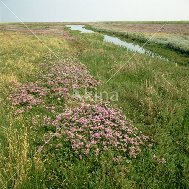 Lamsoor (Limonium vulgare)