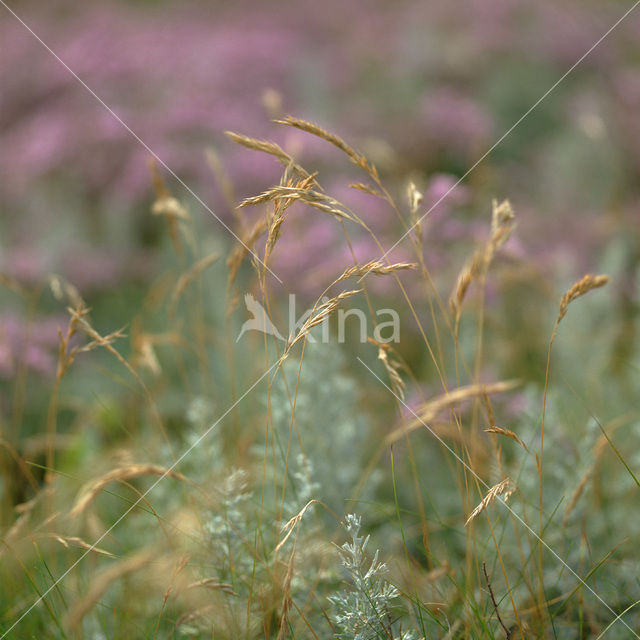 Lamsoor (Limonium vulgare)