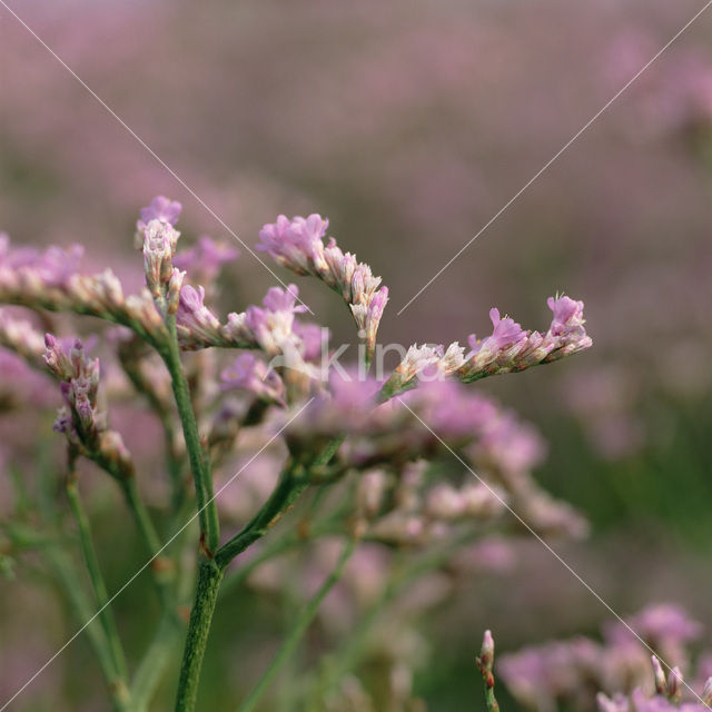 Common Sea Lavender (Limonium vulgare)