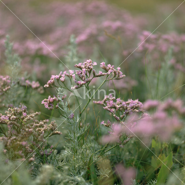 Lamsoor (Limonium vulgare)