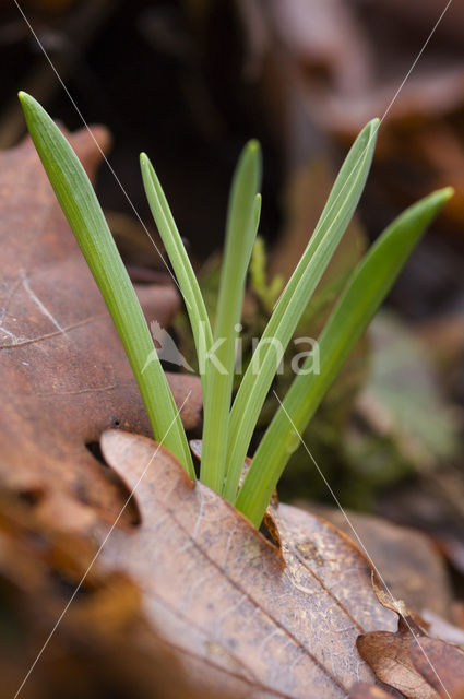 Lenteklokje (Leucojum vernum)