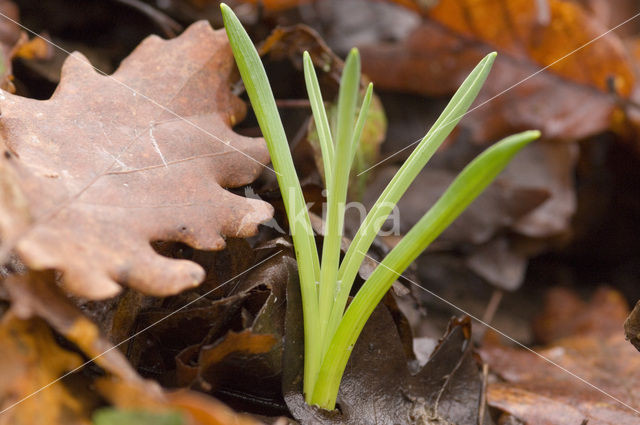 Spring Snowflake (Leucojum vernum)