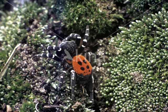 Ladybird Spider (Eresus sandaliatus)
