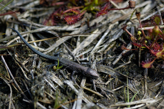 Viviparous Lizard (Zootoca vivipara)