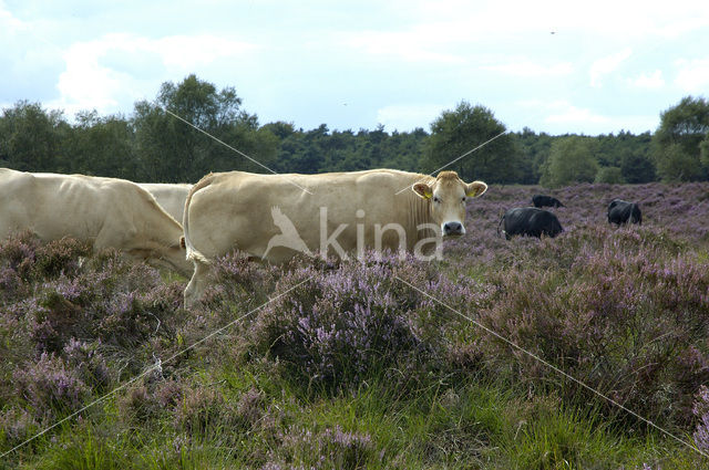 Limousin Cow (Bos domesticus)
