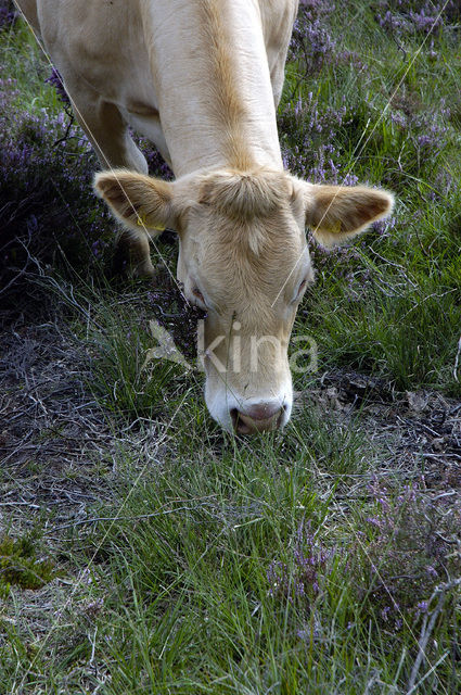 Limousin Cow (Bos domesticus)