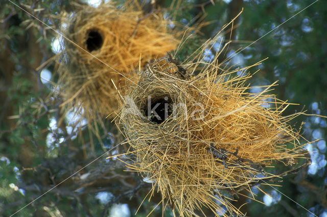 White-browed Sparrow-Weaver (Plocepasser mahali)