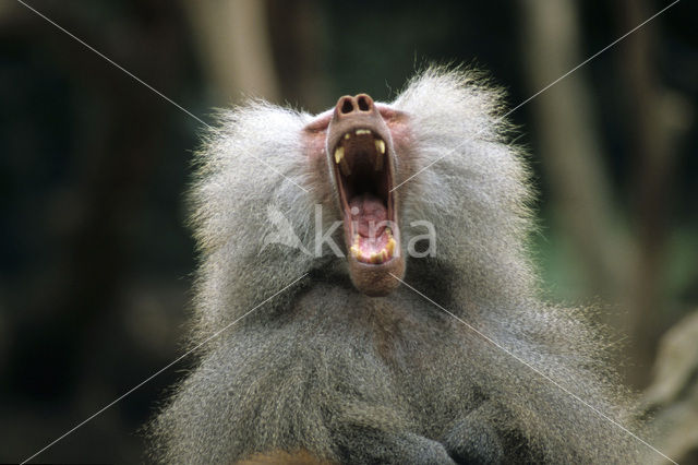 Hamadryas Baboon (Papio hamadryas)