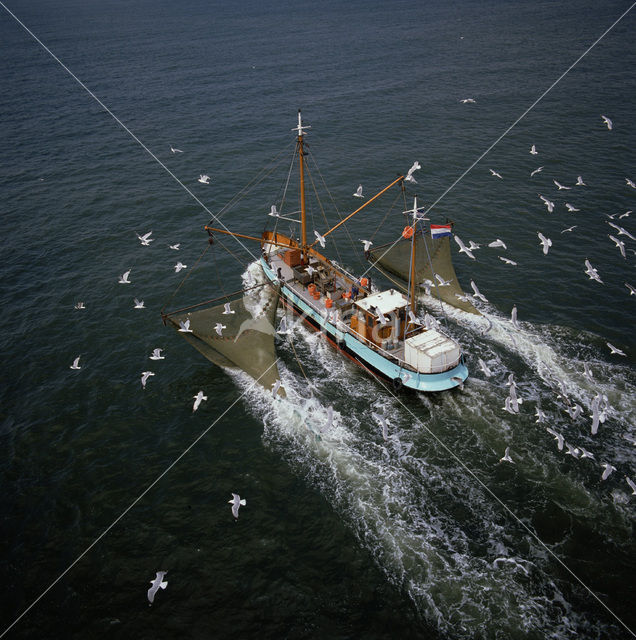 Meeuw (Larus spec.)