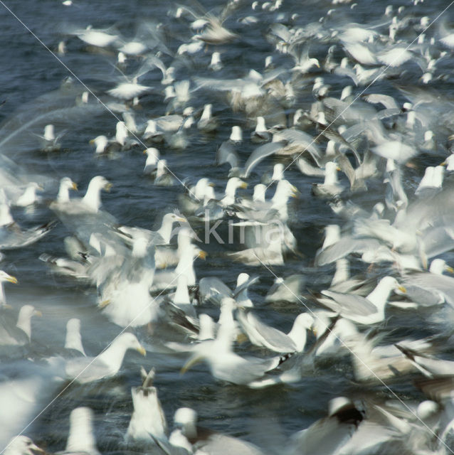 Meeuw (Larus spec.)