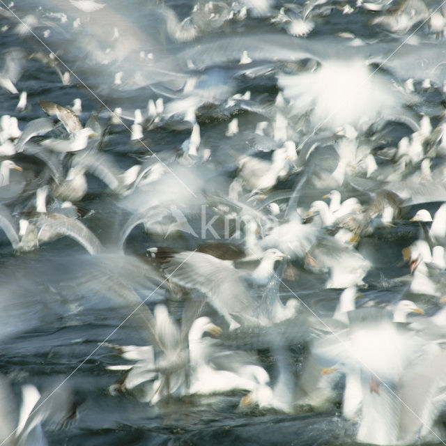 Meeuw (Larus spec.)