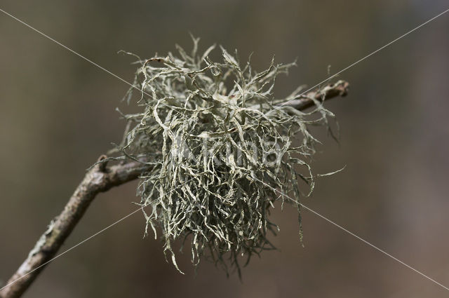 mealy ramalina (Ramalina farinacea)