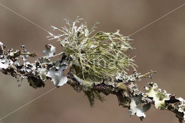 mealy ramalina (Ramalina farinacea)